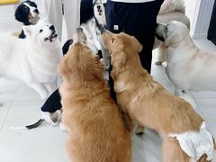 -汪说·狗咖·拼豆·宠物周边DIY(旺城大厦店)