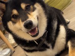 -柴迷FANS CLUB·柴犬狗咖·猫咖