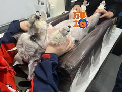 -伟伟宠物医院·CT影像中心·瑞派犬猫综合性门诊(汉口总院)