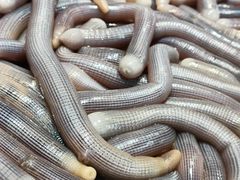 -三亚火车头万人海鲜广场