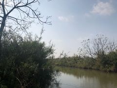-大湾区中央湿地公园