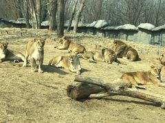 -北京野生动物园