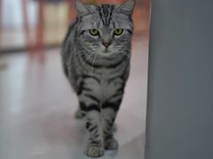 -糯米喵星人·撸猫猫舍咖啡馆(西市场嘉华店)