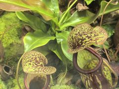 -国家植物园南园