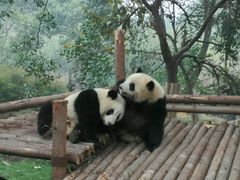 -成都大熊猫繁育研究基地