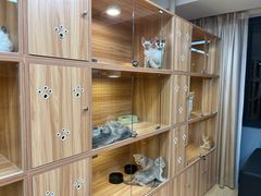 -猫十亿·布偶金渐层·曼基康矮脚猫舍(青年路店)