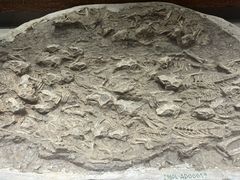 -辽宁古生物博物馆