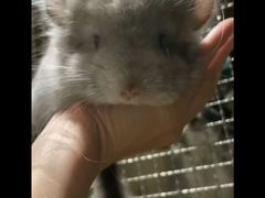 -龙猫仔乐园(惠福东路店)