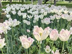 -石家庄市植物园