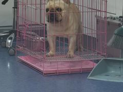 -A猫a狗全科·犬猫异宠·芥西宠物医院(南开总院)