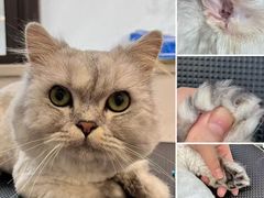 -老吴的猫·猫舍(新区店)