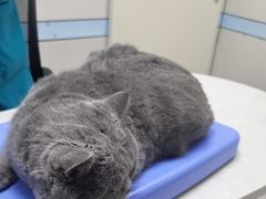 -中农国际动物医院24小时·猫科·骨科·急重症中心
