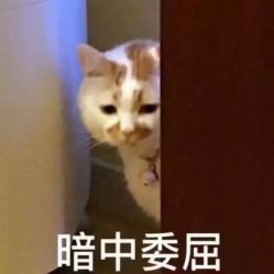 -花师傅