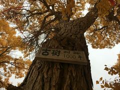 -敦煌莫高国际机场