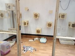 -猫色咖啡·猫咖