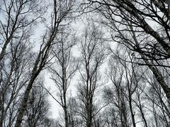 -乌兰布统草原