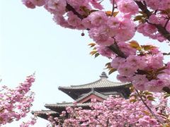 -西安青龙寺遗址景区