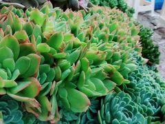 -木王宴语·野生鲜菌火锅(玉河店)