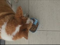 -趣玩宠物乐园寄养训犬训狗游泳池