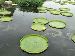 -荷塘月色湿地公园·向阳花洲