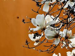 -龙华素斋(龙华路店)