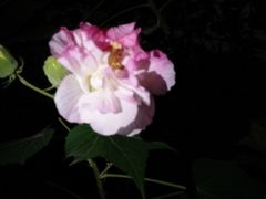 -白鹭湾湿地公园