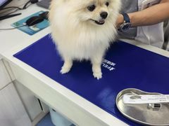 -博特宠物医院24h犬猫全科.骨科·异宠