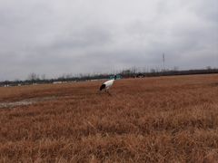 -盐城丹顶鹤湿地生态旅游区