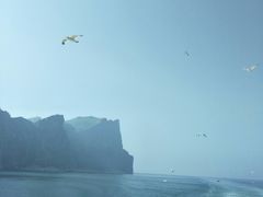 -长岛万鸟岛