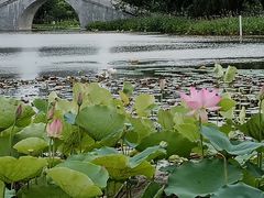 -映月湖公园
