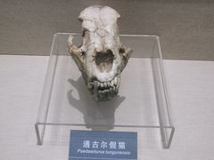 -安徽省地质博物馆