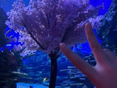 -海合安武汉极地海洋公园