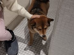 -柴务处·柴犬主题狗咖