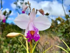 -夏威夷火山国家公园