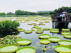 -荷塘月色湿地公园·向阳花洲