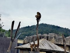 -上方山森林动物世界