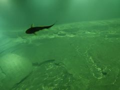 -白鹤梁水下博物馆