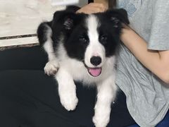 -翊宠yipet猫狗购宠庄园犬舍•猫舍