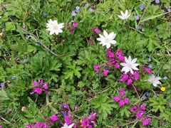 -稻城亚丁景区-冲古草甸