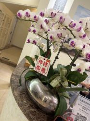 -美丽田园