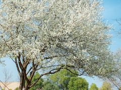 -盘龙城国家考古遗址公园