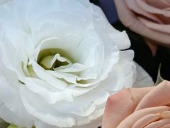 -循礼门鲜花花市(武汉循礼门店)