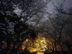 -武汉大学-樱园