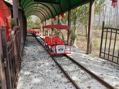 -合肥滨湖国家森林公园