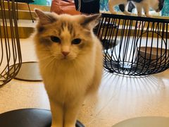 -飞行喵MR PILOT|猫舍·猫咖(静安大融城店)