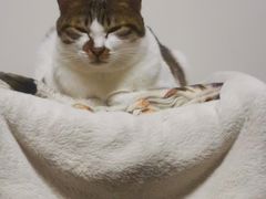 -爱诺耐芙动物医院(万博店)