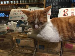 -猫的天空之城概念书店(西塘古镇店)