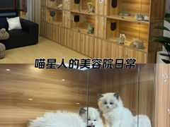 -猫十亿·布偶金渐层·曼基康矮脚猫舍(青年路店)