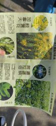 -前小桔亲子创意农场·草莓采摘·露营烧烤