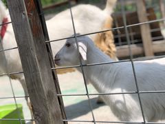 -前小桔亲子创意农场·草莓采摘·露营烧烤